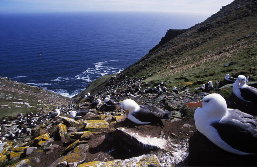 无人,横图,室外,海鸟,野生动物,信天翁,一群,许多,鸟类,鸟巢,悬崖,很多,小鸟,动物,大西洋,摄影,福克兰群岛,黑眉信天翁,彩图,大海鸟