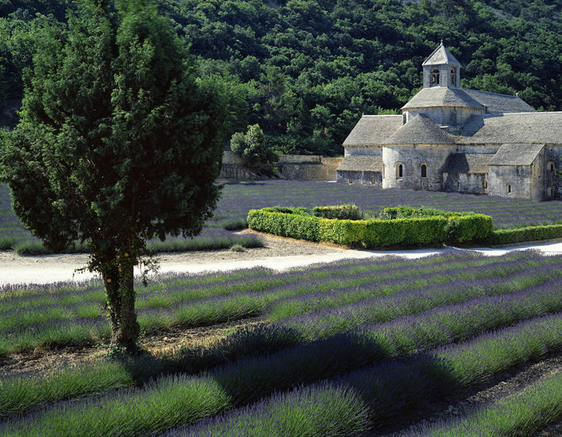 无人,教堂,横图,室外,爱情,农作物,森林,床,法国,欧洲,一排,整齐,木制,田地,浪漫,盒子,树,排列,紫色,香草,薰衣草,摄影,宗教,生长,普罗旺斯,宗教建筑,草本,队列,呼吸,法国文化,板条箱,灵香草,黄香草,奇迹,灵性,树篱,彩图,传统文化,美人
