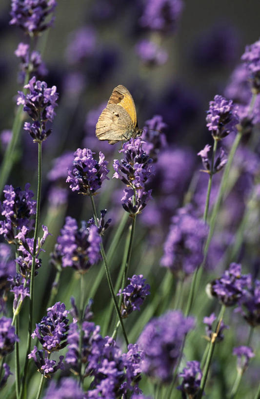 无人,竖图,室外,白天,爱情,植物,蝴蝶,法国,欧洲,昆虫,浪漫,花,紫色,自然,香草,薰衣草,摄影,宁静,简单,呼吸,灵香草,黄香草,奇迹,科多尔省,布根地,彩图