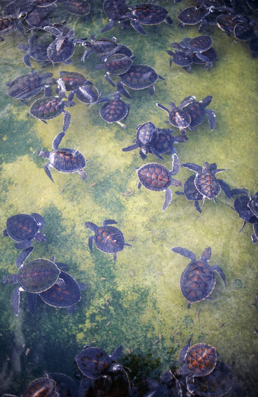 婴儿,无人,竖图,室外,旅游,度假,海洋,水,岛,海岸线,动物,摄影,保护,热带气候,西印度群岛,环境保护,安的列斯群岛,濒危物种,海滩,海龟,彩图,旅行