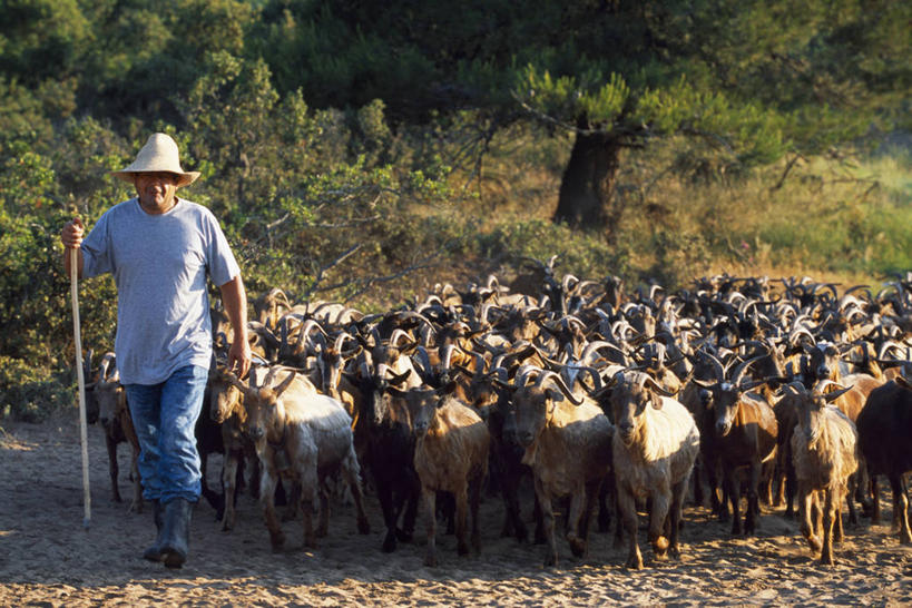 一个人,横图,农业,帽子,希腊,欧洲,草帽,热,牧羊人,动物,夏天,摄影,牲畜,希腊文化,带领,山羊,彩图
