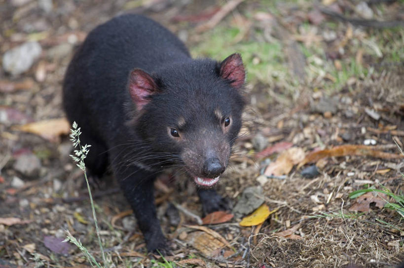 无人,横图,哺乳动物,野生动物,澳大利亚,捕食,动物,个性,摄影,塔斯马尼亚,环境保护,机敏,袋獾,濒危物种,彩图