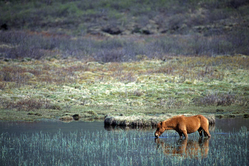 无人,横图,室外,湖,水,哺乳动物,马,野生动物,喝,地形,饮料,自然,动物,家畜,运输,摄影,牲畜,小马,冰岛马,彩图