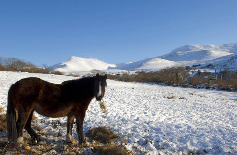 无人,竖图,室外,雪,马,英国,地形,冬天,动物,摄影,威尔士,小马,英国文化,喂养,格温内思郡,彩图,旅行,斯诺登峰,北威尔士