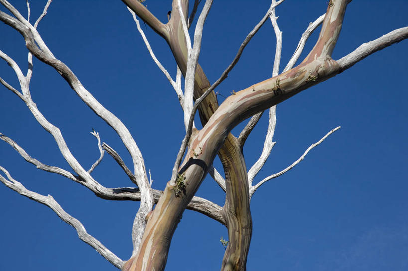 无人,横图,室外,夜晚,侧面,日落,地形,枝,树,黄昏,摄影,口香糖,塔斯马尼亚,剪影,桉树,彩图