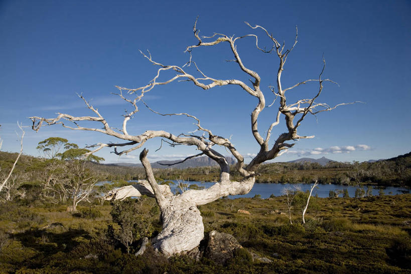 无人,横图,室外,植物,澳大利亚,地形,树,风景,摄影,死亡,塔斯马尼亚,监视,视角,桉树,殒命,灭亡,彩图,传统文化