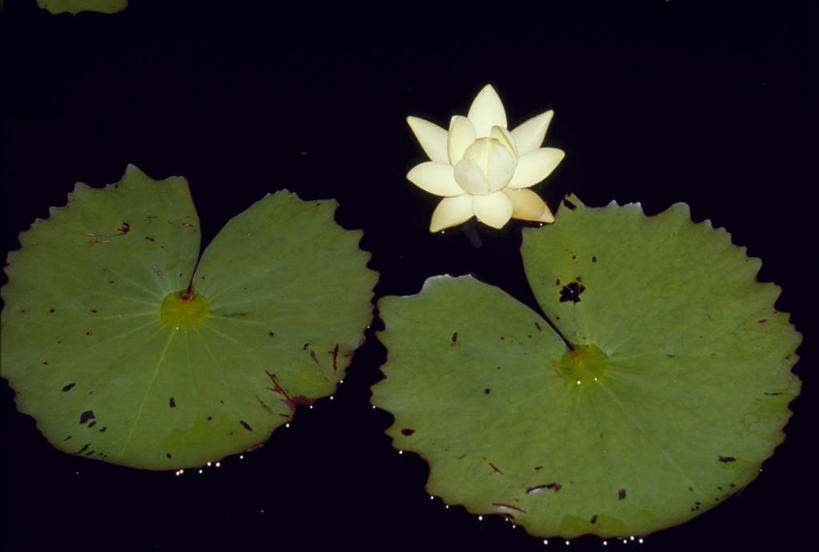 无人,横图,室外,夜晚,水,睡莲,叶子,加勒比海,巴巴多斯,岛,花,花瓣,大西洋,摄影,西印度群岛,彩图