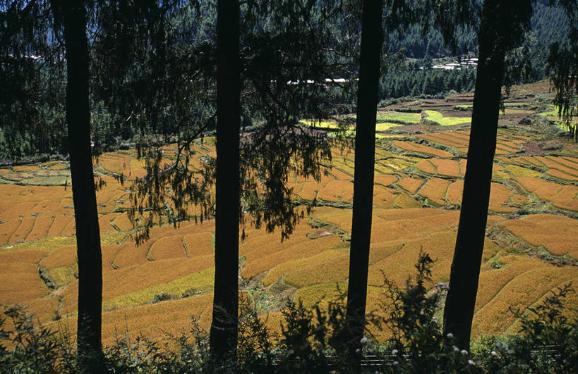 无人,农场,横图,室外,农业,不丹,亚洲,稻田,地形,田地,食品,山谷,树,摄影,喜马拉雅山脉,彩图