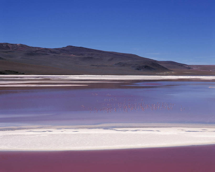 无人,横图,室外,湖,山,水,野生动物,玻利维亚,火烈鸟,鸟类,鸟巢,地形,红色,南美,摄影,考古学,藻类,拉丁美洲,安第斯红鹳,智利火烈鸟,安地斯山脉,地质学,矿物质,彩图