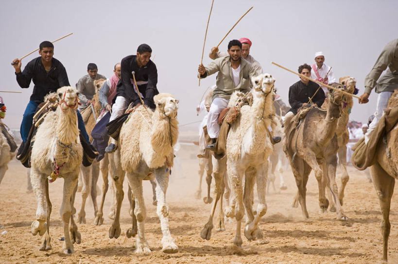 成年人,跑,横图,运动,沙漠,哺乳动物,野生动物,叙利亚,骆驼,动物,摄影,中东,巴尔米拉,男人,男性,彩图,旅行,策骑者,骑师,赛马骑师,贝多因人