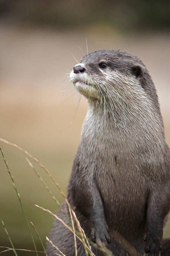 无人,竖图,街道,英国,欧洲,行人,游客,游人,装饰,雕像,砖,墙,音乐,英格兰,路人,旅客,摄影,图标,身份,音乐人,英国文化,利物浦,过客,彩图,旅行,披头士