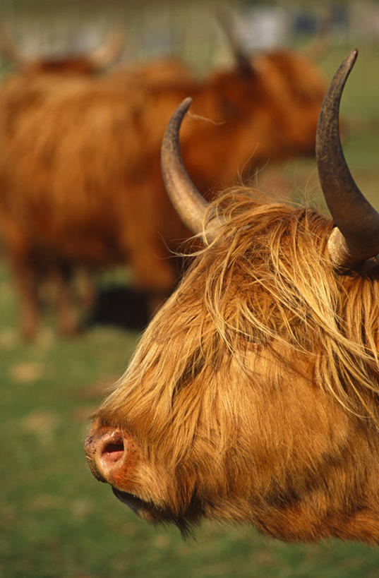 无人,农场,竖图,室外,农业,牛,英国,欧洲,岛,苏格兰,家畜,摄影,西欧,肖像,苏格兰高地,母牛,斯盖岛,彩图,旅行