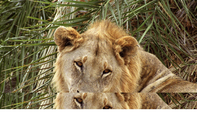 无人,横图,室外,骄傲,风,哺乳动物,野生动物,狮子,非洲,博茨瓦纳,雌狮,捕食,自然,动物,思考,放松,摄影,考古学,猫科动物,鬃毛,奥卡万戈三角洲,野生动物保护区,莫瑞米野生动物保护区,睡觉,彩图