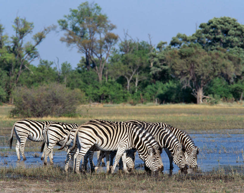 无人,横图,黑白,室外,河流,水,斑马,哺乳动物,野生动物,非洲,博茨瓦纳,喝,树,饮料,动物,摄影,考古学,沼泽,奥卡万戈三角洲,野生动物保护区,喂养,自然保护区,莫瑞米野生动物保护区,彩图