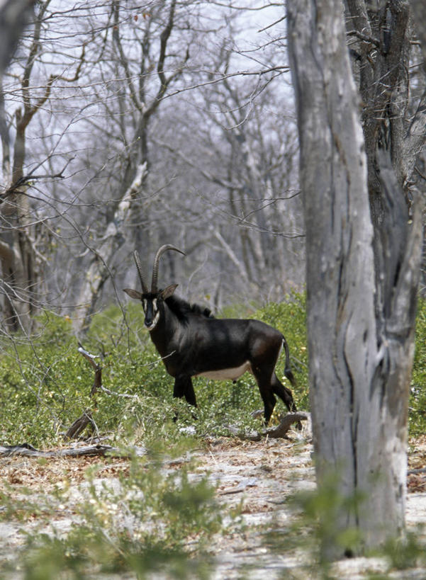 无人,横图,室外,树林,哺乳动物,野生动物,非洲,博茨瓦纳,羚羊,自然,动物,摄影,考古学,黑马羚,奥卡万戈三角洲,野生动物保护区,自然保护区,莫瑞米野生动物保护区,彩图