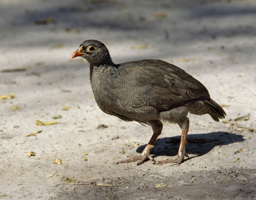 无人,横图,室外,哺乳动物,野生动物,羽毛,非洲,博茨瓦纳,鸟类,自然,动物,摄影,考古学,奥卡万戈三角洲,自然保护区,莫瑞米野生动物保护区,彩图