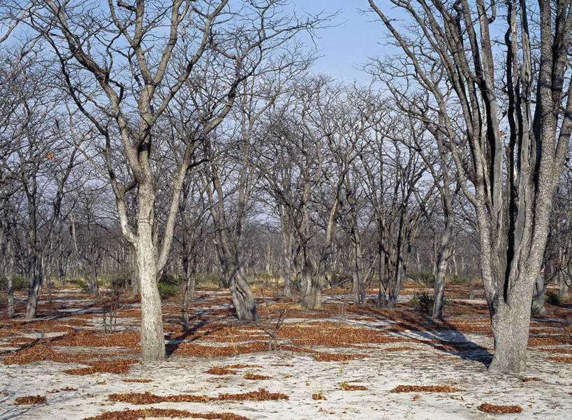 无人,横图,室外,树林,叶子,非洲,博茨瓦纳,树,摄影,干的,奥卡万戈三角洲,莫瑞米野生动物保护区,秋天,彩图