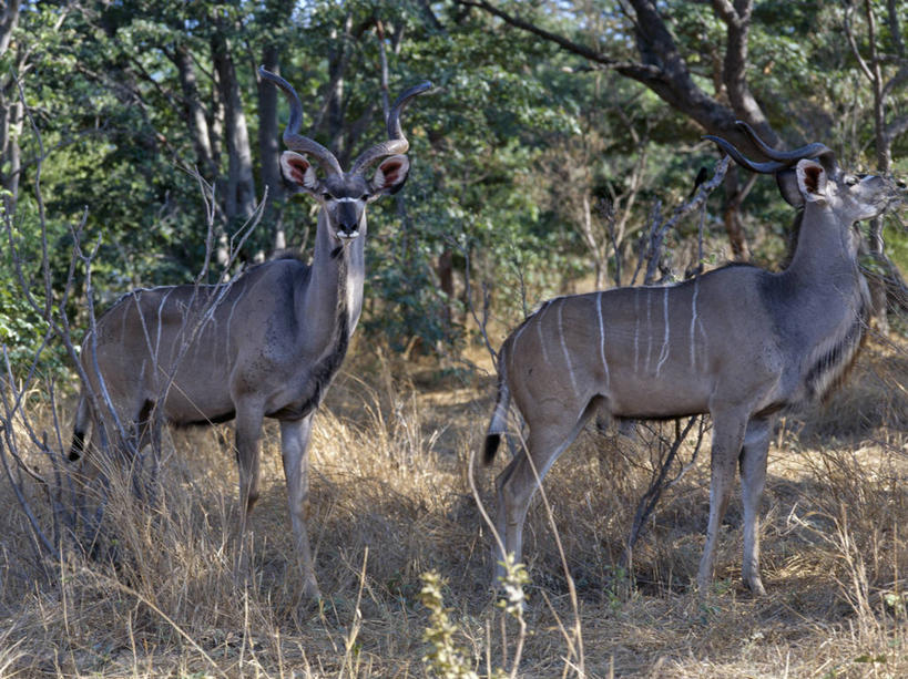 无人,横图,室外,树林,哺乳动物,野生动物,羊,非洲,博茨瓦纳,羚羊,动物,可爱,摄影,活泼,考古学,国家公园,黑马羚,野生动物保护区,自然保护区,彩图