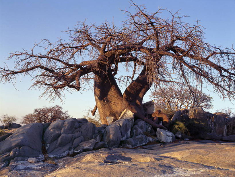 无人,横图,室外,白天,日光,非洲,博茨瓦纳,弯腰,曲折,弯曲,粗糙,缠绕,光,树,黄昏,摄影,蜿蜒,毛糙,猴面包树,扭动,彩图,粗拙,库布人