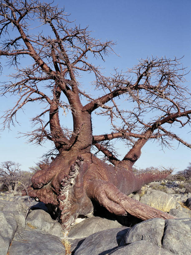 无人,竖图,室外,非洲,博茨瓦纳,弯腰,曲折,弯曲,粗糙,缠绕,光,树,摄影,蜿蜒,毛糙,猴面包树,扭动,岩石,彩图,粗拙,库布人