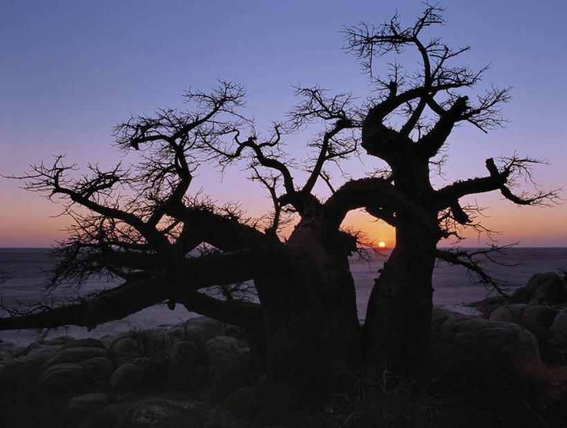 无人,横图,室外,白天,日出,日光,非洲,博茨瓦纳,弯腰,曲折,弯曲,粗糙,缠绕,光,黎明,树,颜色,摄影,蜿蜒,毛糙,早晨,剪影,猴面包树,扭动,彩图,粗拙,库布人