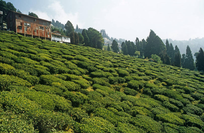 无人,横图,室外,农业,山,孟加拉国,印度,亚洲,地形,田地,绿色,摄影,南亚,孟加拉人民共和国,大吉岭,彩图,旅行