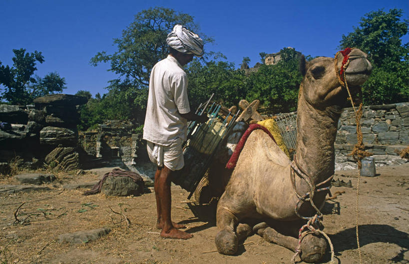 成年人,横图,水,印度,亚洲,乡村,骆驼,摄影,井,拉贾斯坦邦,男人,彩图,旅行