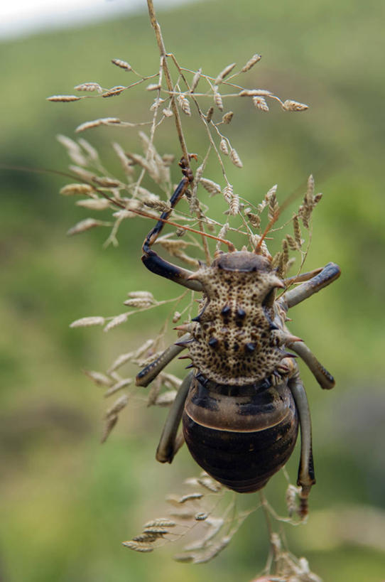 无人,横图,哺乳动物,野生动物,非洲,肯尼亚,捕食,动物,摄影,考古学,非洲野狗,彩图,旅行