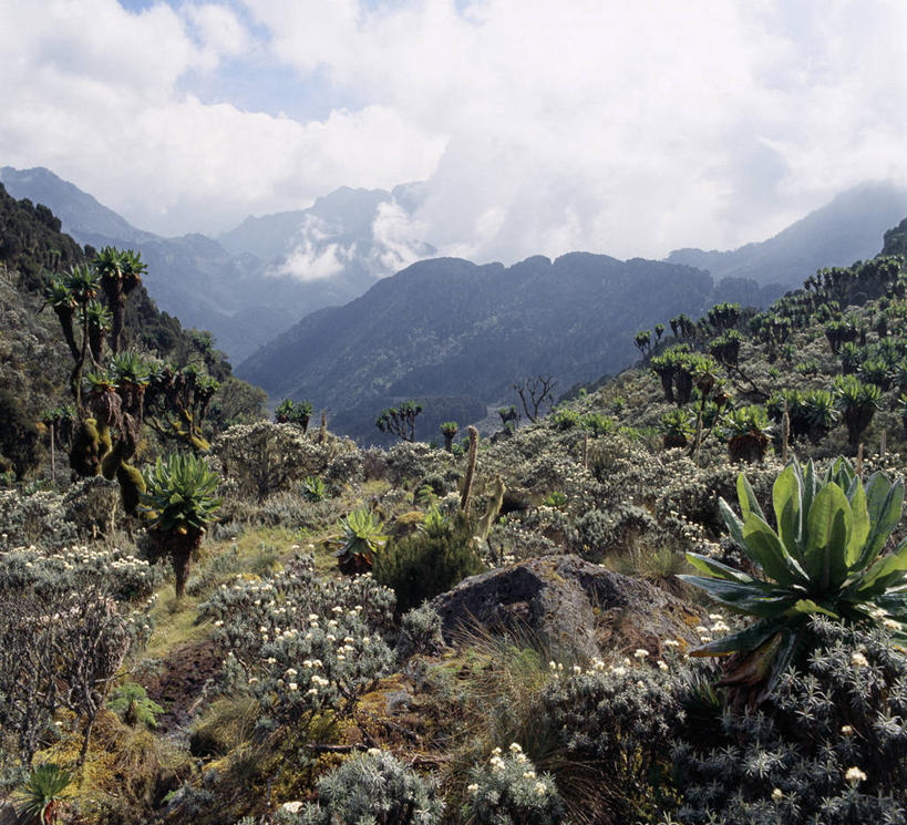 无人,横图,室外,山,植物,非洲,乌干达,地形,高处,苔藓,动物,摄影,彩图