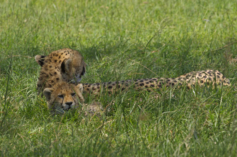 无人,横图,哺乳动物,野生动物,非洲,肯尼亚,捕食,动物,摄影,考古学,转角牛羚,猎豹,彩图,旅行,马赛马拉国家保护区