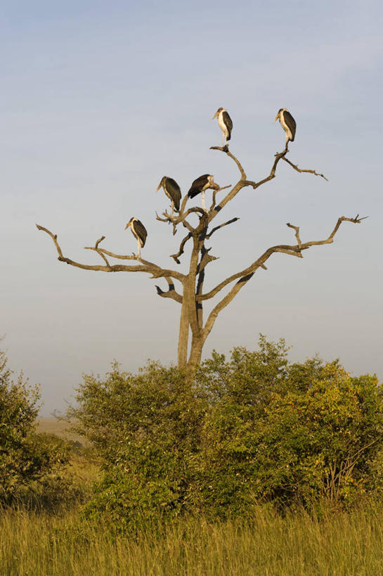 无人,竖图,野生动物,非洲,肯尼亚,鸟类,摄影,考古学,非洲秃鹳,彩图,旅行,马赛马拉国家保护区