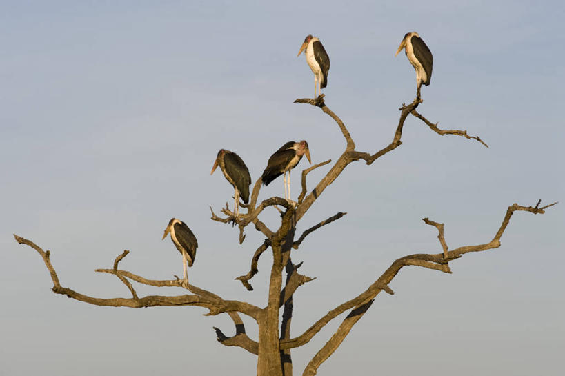 无人,横图,野生动物,非洲,肯尼亚,鸟类,摄影,考古学,非洲秃鹳,彩图,旅行,马赛马拉国家保护区