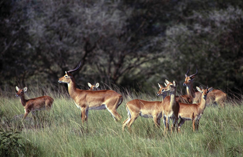 无人,横图,室外,哺乳动物,野生动物,非洲,乌干达,羚羊,历史,自然,动物,摄影,鲁文佐里山国家公园,彩图