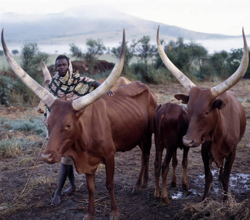 牛奶,无人,横图,农业,牛,非洲,乌干达,牛肉,饮料,红色,家畜,摄影,牲畜,奶制品,母牛,德克萨斯长角牛,彩图