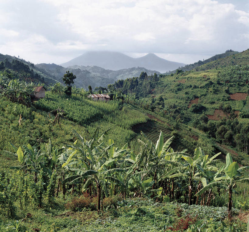 无人,农场,横图,室外,农业,梯田,农作物,火山,山,山脉,非洲,乌干达,地形,田地,陡峭,转,摄影,活火山,红土,彩图