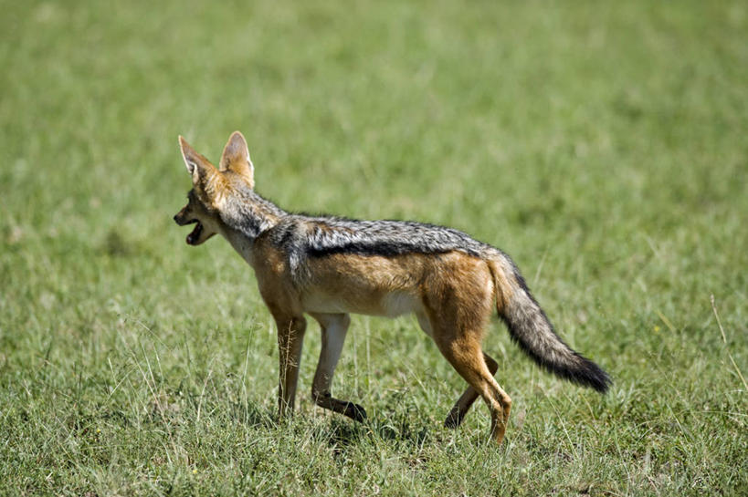 无人,横图,哺乳动物,野生动物,非洲,肯尼亚,捕食,动物,摄影,黑背豺,彩图,旅行,马赛马拉国家保护区