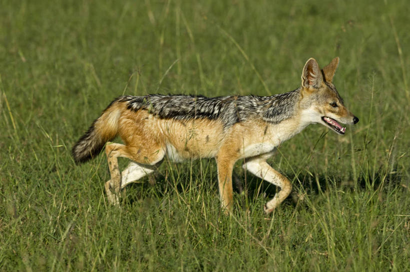 无人,横图,哺乳动物,野生动物,非洲,肯尼亚,捕食,动物,摄影,黑背豺,彩图,旅行,马赛马拉国家保护区