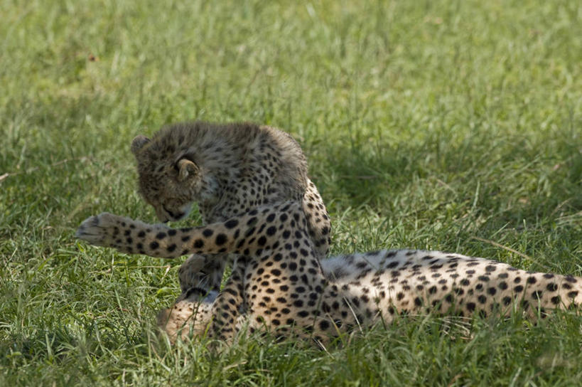 无人,横图,豹子,哺乳动物,野生动物,非洲,肯尼亚,捕食,动物,摄影,考古学,关爱,幼兽,金钱豹,印度豹,凶猛,文豹,金合欢树,残暴,凶残,猎豹,花豹,豹,彩图,旅行,马赛马拉国家保护区