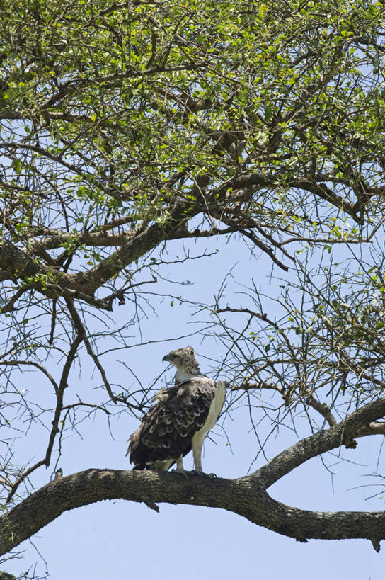 无人,竖图,野生动物,非洲,肯尼亚,鸟类,捕食,摄影,考古学,战雕,彩图,旅行,马赛马拉国家保护区