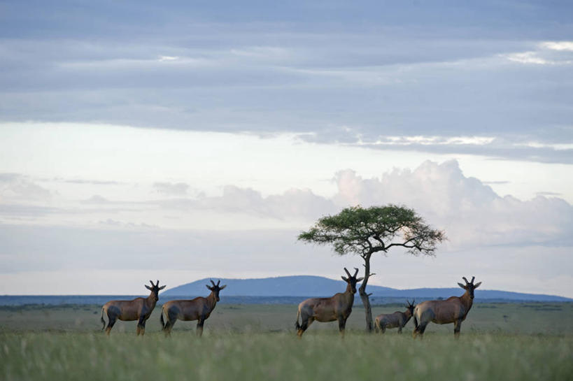 无人,横图,哺乳动物,野生动物,非洲,肯尼亚,羚羊,动物,平原,摄影,食草动物,观看,考古学,机敏,转角牛羚,彩图,旅行,马赛马拉国家保护区