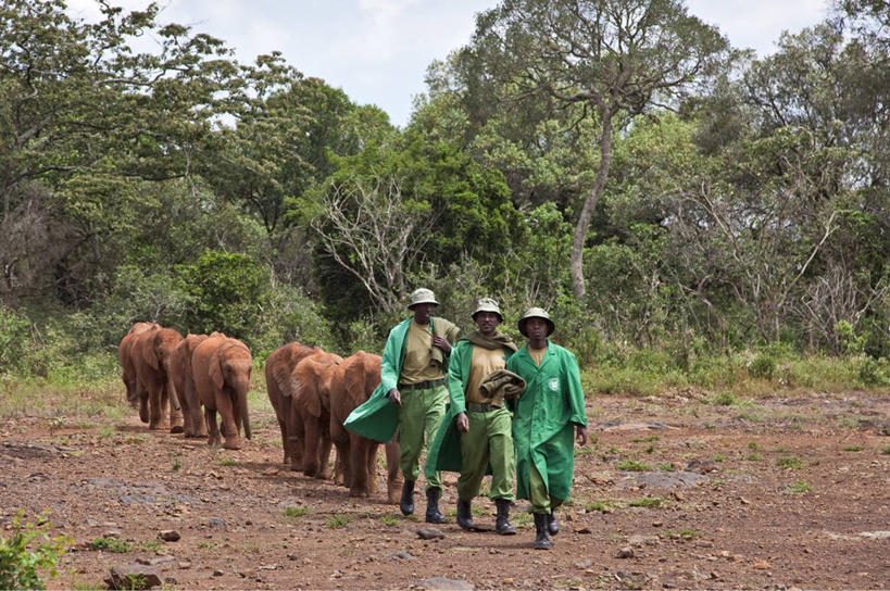 婴儿,成年人,横图,室外,野生动物,非洲,肯尼亚,非洲象,首都,自然,摄影,内罗毕国家公园,奈洛比,孤儿,男人,象,彩图,旅行