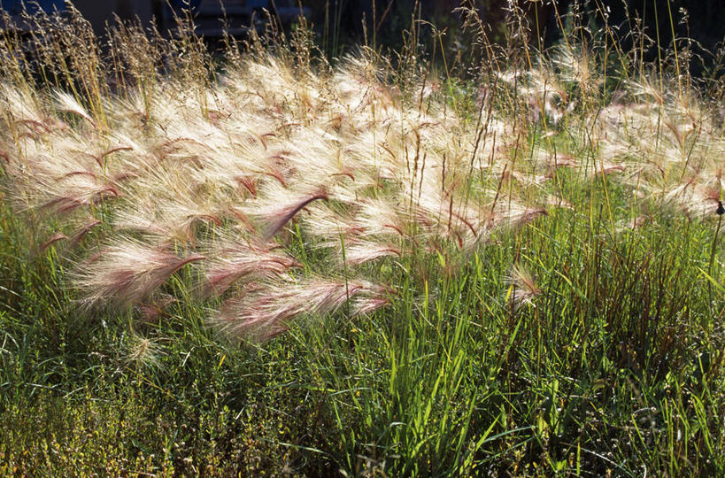 无人,横图,室外,植物,美国,野花,草,花,平原,摄影,国家公园,冰河湾国家公园,彩图