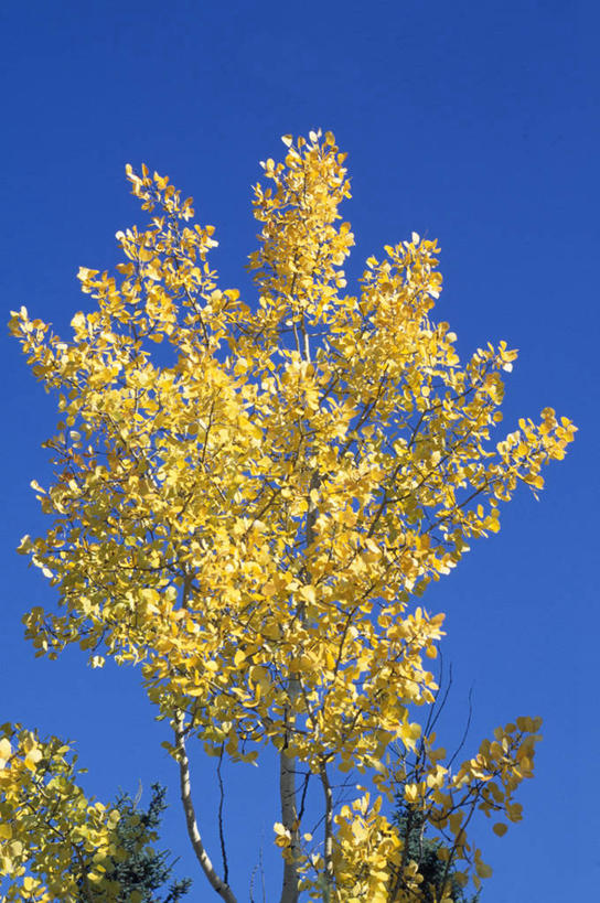 无人,竖图,彩色,室外,叶子,日光,美国,树,黄色,蓝色,天空,摄影,五颜六色,色彩斑斓,白杨树,国家公园,五彩缤纷,白杨,五彩斑斓,大叶杨,五光十色,北极之门国家公园,秋天,彩图,颤杨,冲天杨,响杨