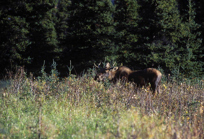 无人,横图,美国,草,树,动物,平原,摄影,驼鹿,鹿角,彩图