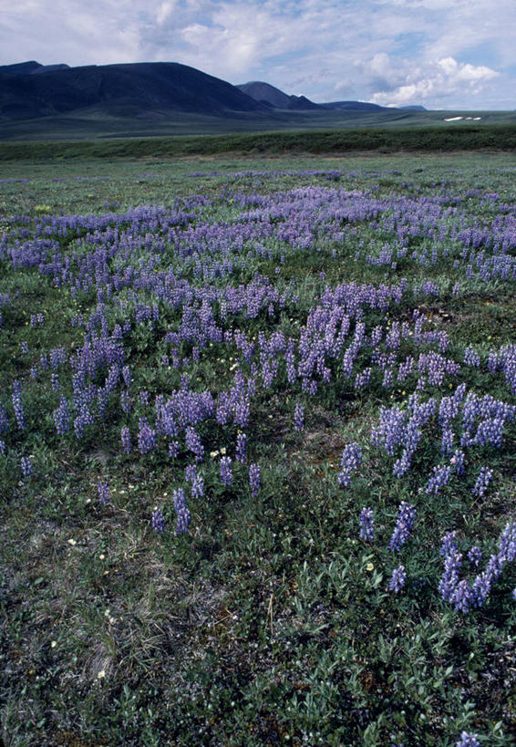 无人,竖图,室外,北极,美国,太空,冰,冰川,春天,寒冷,摄影,气象,气候,彩图,波弗特海,冰架