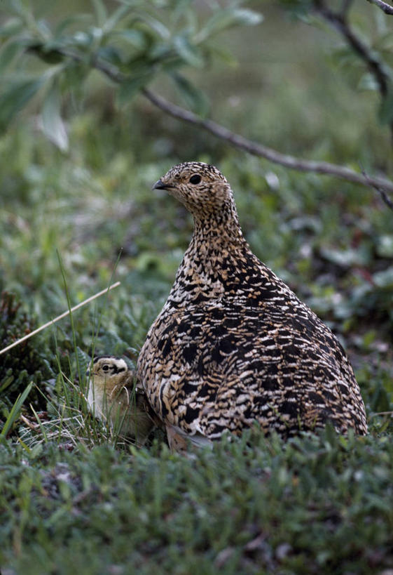 无人,竖图,室外,北极,美国,鸟类,鸟巢,摄影,伪装,彩图