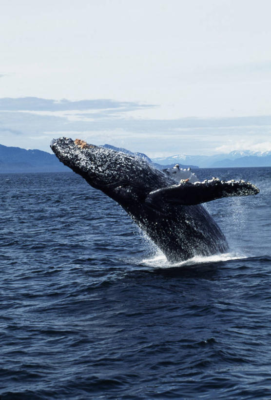 无人,竖图,室外,北极,哺乳动物,野生动物,美国,动物,摄影,鲸,鲸类,驼背鲸,濒危物种,彩图