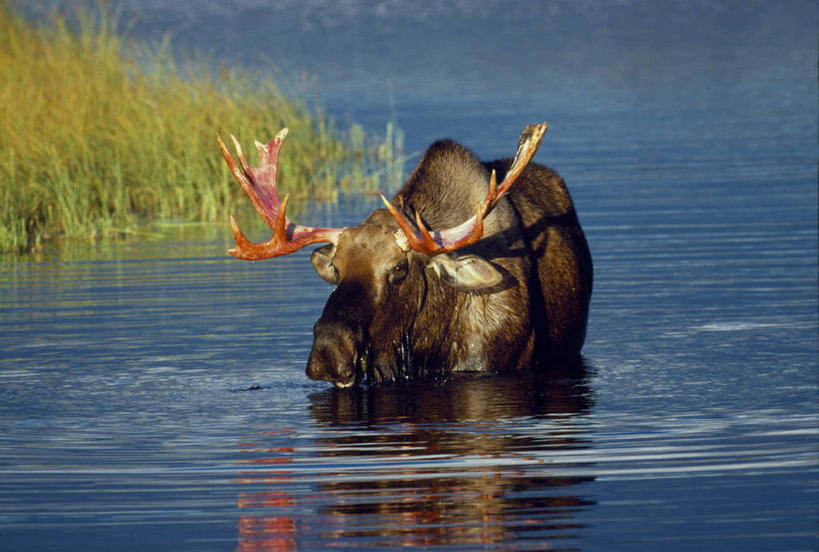 无人,横图,水,植物,哺乳动物,鹿,野生动物,美国,涉水,波纹,反射,支架,食品,动物,摄影,驼鹿,鹿角,喂养,彩图