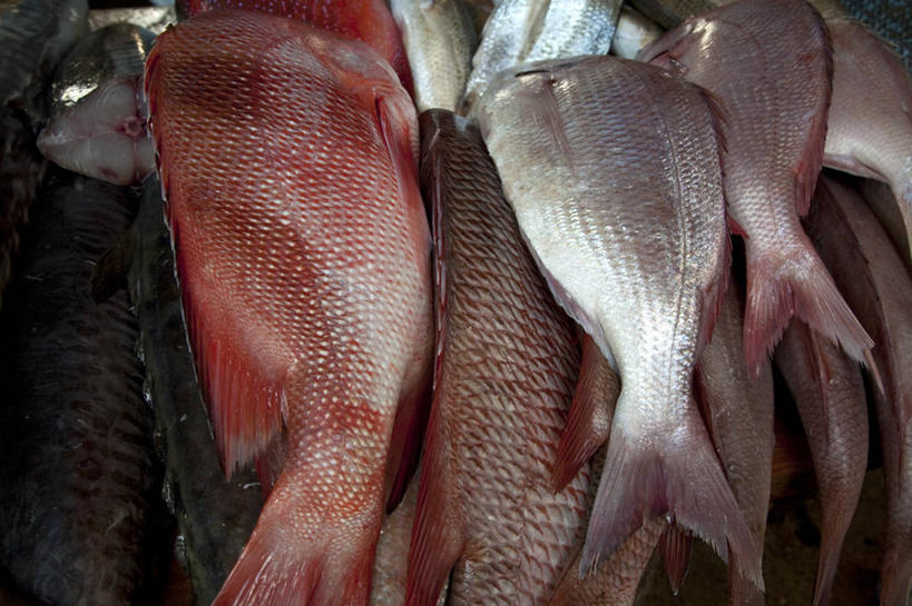 无人,坐,竖图,野生动物,羽毛,美国,捕食,冬天,白色,动物,寒冷,摄影,观看,考古学,白头鹰,喙,老鹰,彩图,风帽