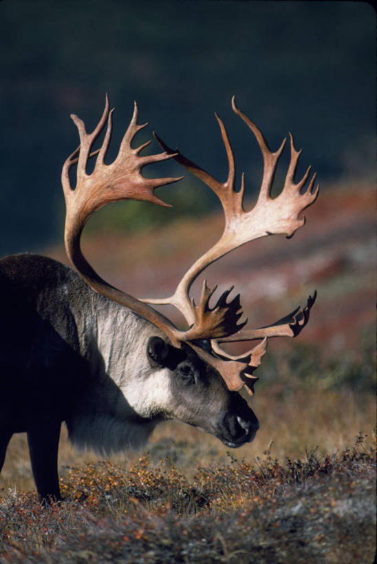 无人,竖图,室外,哺乳动物,鹿,野生动物,美国,动物,摄影,国家公园,鹿角,秋天,驯鹿,彩图